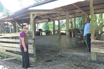 42 ekor sapi di Pasaman Barat suspek penyakit mulut dan kuku