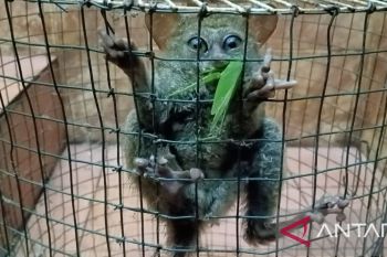 BBKSDA Sulsel lepasliarkan satwa dan tanam pohon