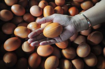 Harga telur ayam ras naik