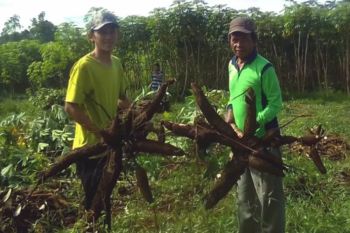 Banjarnegara dorong pengembangan budi daya singkong