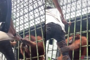 Lewati pagar pembatas, pengunjung kebun binatang Kasang Kulim ditarik orangutan
