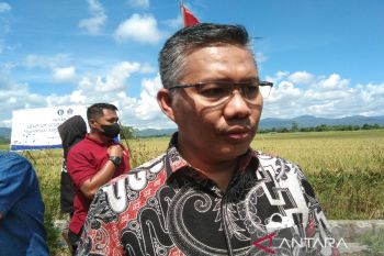 Pemkot Kendari siapkan 100 ekor sapi untuk mendukung pertanian organik Amohalo