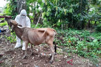 296 sapi di Agam terkonfirmasi PMK, tiga dilaporkan mati