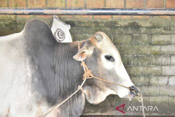 Ribuan sapi di Palembang terpapar penyakit mulut dan kuku