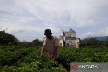 Pemkab Sigi  dorong penyuluh pertanian sukseskan swasembada pangan