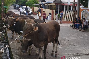 Pemkot Palembang imbau warga teliti beli hewan kurban