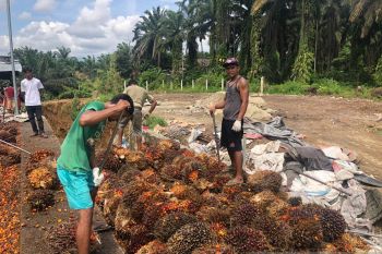 Masyarakat minta Pemkab Pasbar tindak tegas pabrik sawit langgar aturan Permentan