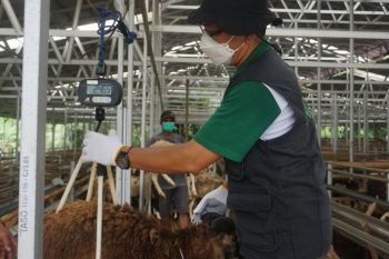 Dompet Dhuafa Sumsel ketatkan quality control hewan kurban
