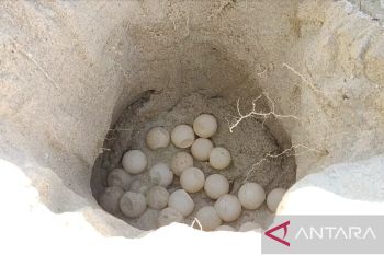 BIO Bangka disulap jadi kawasan penetasan penyu