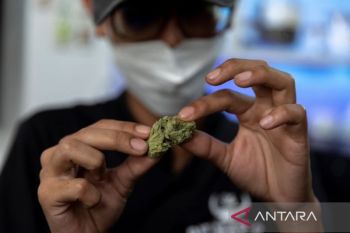 Thailand mulai melegalkan penanaman dan konsumsi ganja