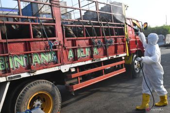 MUI tetapkan fatwa berkurban hewan terjangkit PMK