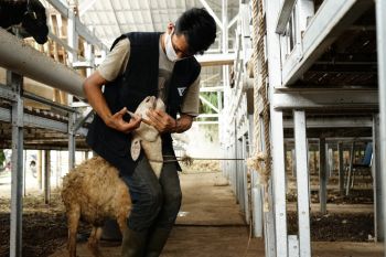 Cek harga terkini hewan kurban dari Dompet Dhuafa