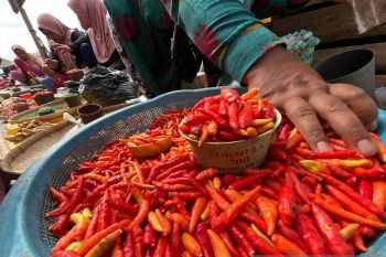 Harga cabai rawit di DKI capai Rp120 ribu per kilogram