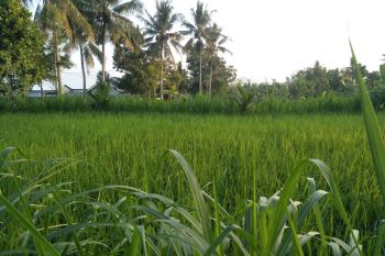 Petani padi Lombok Tengah beruntung dampak kemarau basah