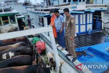 Puluhan hewan kurban dari Lampung tiba di Belitung, Babel