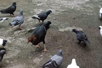 Distan Mataram ingatkan peternak unggas waspada kemarau basah