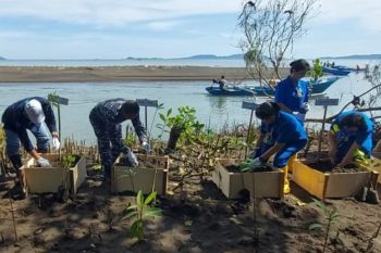 Lantamal VIII Manado prakarsai penanaman 7.000 mangrove di Maen