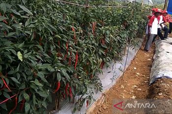 Petani Banyumas optimistis kemarau basah tak pengaruhi hortikultura