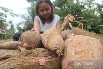 Selera hambat singkong dan sagu jadi pengganti gandum