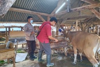 Polres Lombok Barat bantu menangani ternak terkena PMK