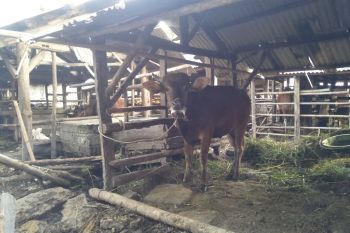 Pemkab Lombok Tengah mendorong warga buat kios penjualan hewan kurban