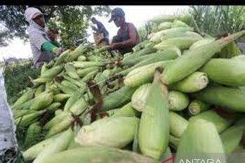 Riau akan tanam jagung pada 2.000 hektare lahan penuhi kebutuhan pangan pengganti beras