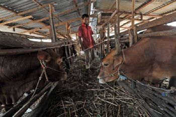 Harga jual sapi di tengah maraknya PMK