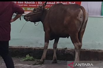 Sumsel keluarkan surat keterangan sehat hewan kurban