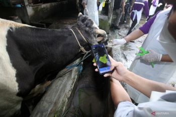 Lebih 500 kasus penyakit mulut dan kuku serang Kota Tanggerang