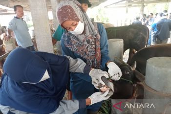 Pemkab : Lima hewan ternak di Bantul mati akibat PMK