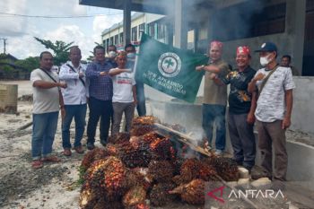 Apkasindo Kalteng  gelar aksi bakar buah sawit  akibat  harga TBS   anjlok