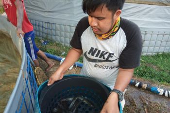 Hati-hati ikan lele bisa memakan motor bahkan rumah !