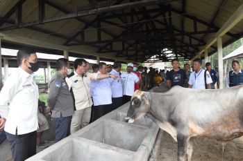 Kabupaten OKI siaga penyakit mulut dan kuku jelang Idul Adha