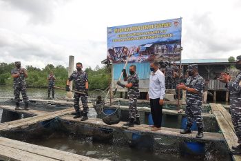 Lantamal IV Tanjungpinang bersama nelayan panen 4 ton kerapu cantang