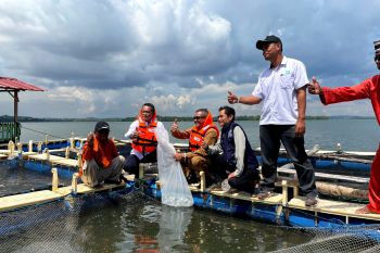 Pertamina bagikan 4.000 bibit ikan untuk nelayan Batam