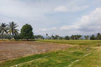 Pemda Nagekeo dorong adaptasi petani melalui pertanian cerdas iklim