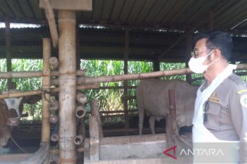 Menteri Pertanian pimpin vaksinasi perdana PMK pada sapi di Sukoharjo