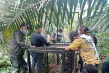 Harimau pemangsa sapi berkeliaran di Mukomuko