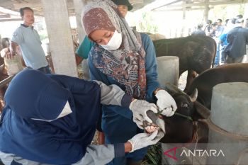 Pemkab Bantul: Daerah tidak bisa produksi sendiri vaksin PMK ternak