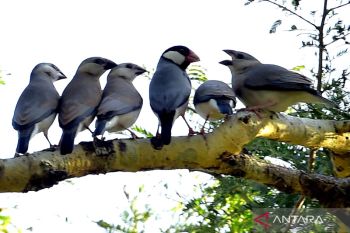 Burung Gelatik Jawa Terancam Punah