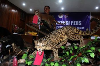 Penindakan Opsetan Satwa liar Dilindungi