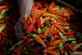 Naik signifikan, harga cabai merah keriting di Yogyakarta capai Rp80.000/kg