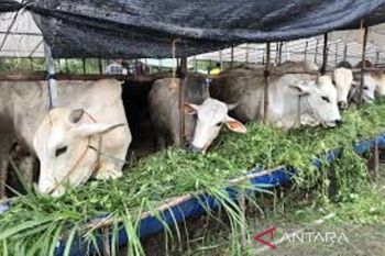 Pemprov Riau siapkan 170 petugas untuk memvaksin sapi terindikasi PMK