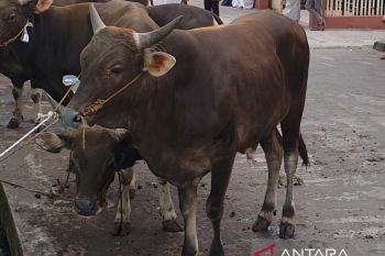 Dinas Peternakan Sumsel usulkan 500 ribu  vaksin atasi PMK
