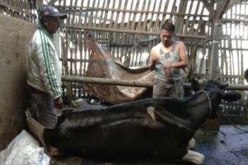Memanfaatkan eco enzyme untuk penanganan darurat PMK