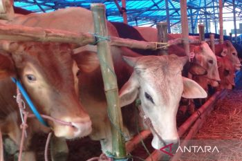 Bupati Karawang:  Ketersediaan hewan kurban aman meski ada PMK