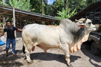 Sapi kurban Presiden untuk Sumbar dialokasikan ke daerah bencana