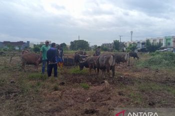 Kemenag atur protokol kesehatan kurban guna hindariPMK