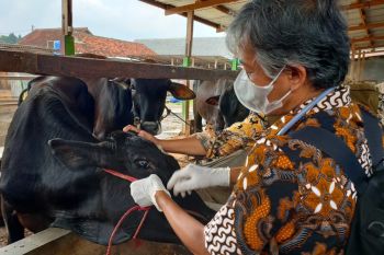 Pemkot Bandarlampung sebut vaksin PMK tidak untuk lapak hewan kurban