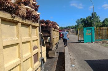 CPO dikirim ke pembeli, dua pabrik sawit di Mukomuko kembali beroperasi